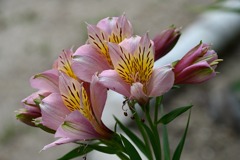百合水仙