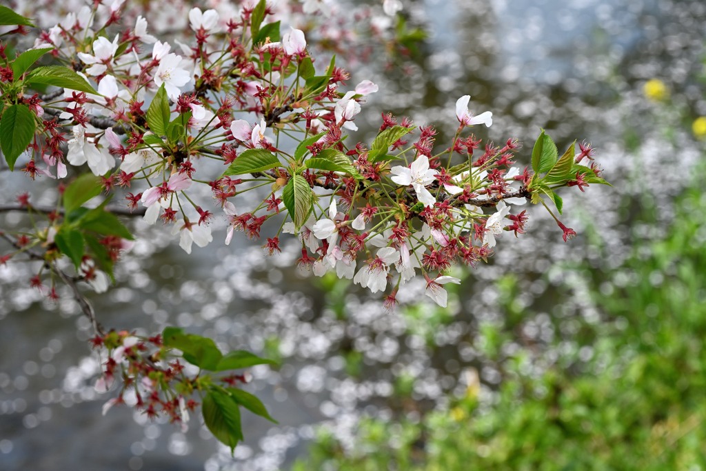 葉桜へ