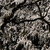 桜雨