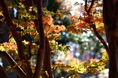 小さな紅葉