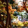 小さな紅葉