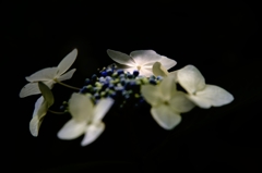 その花びらへ