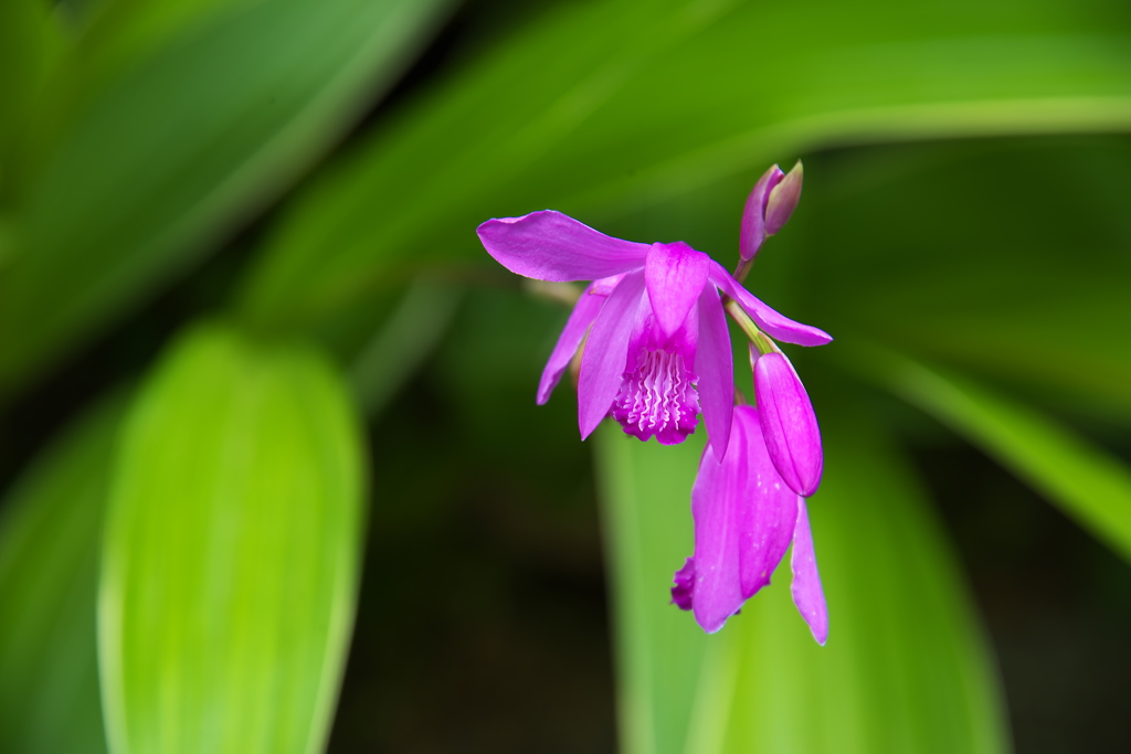 Murasaki