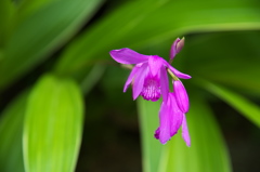 Murasaki