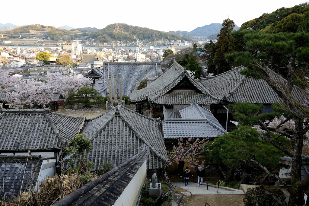 桜咲く夕刻・尾道