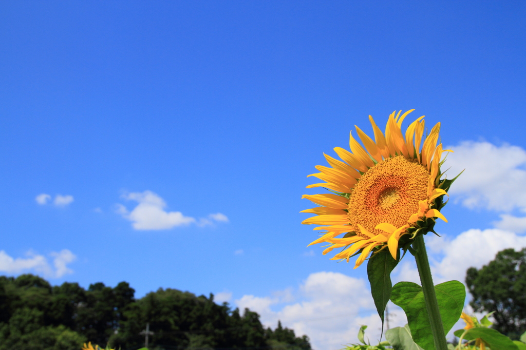 夏だね〜