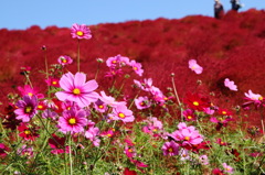 秋桜とコキア