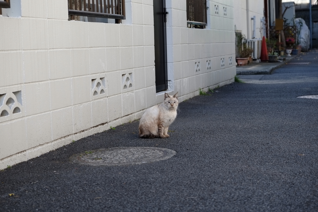 ぬこ