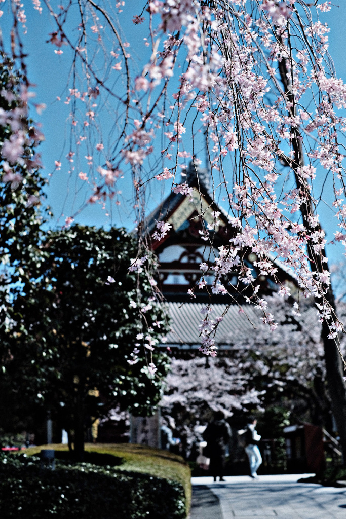 春