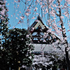 春