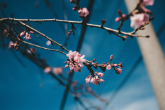 春