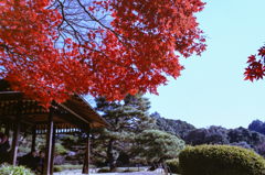 秋景色