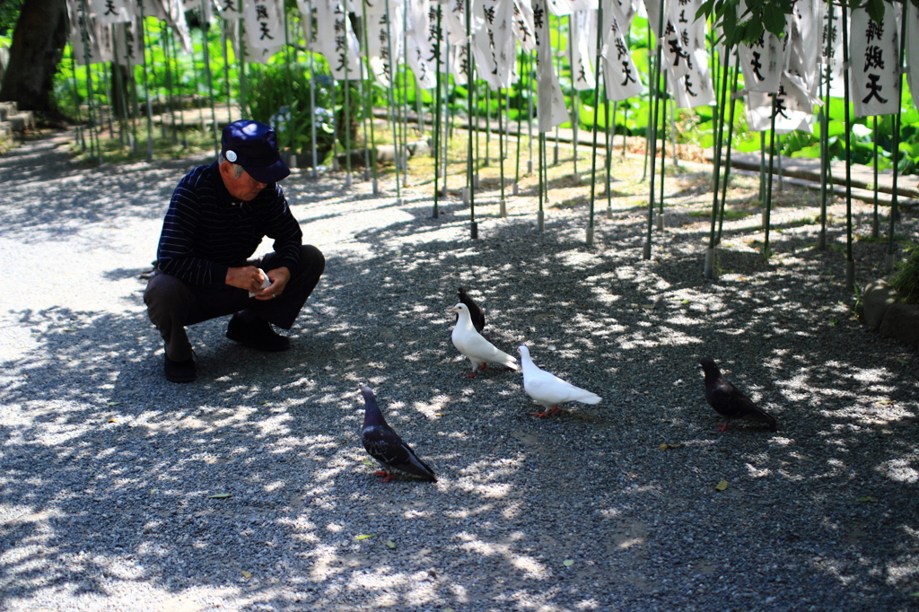 鳩と老翁さん