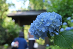鎌倉紫陽花