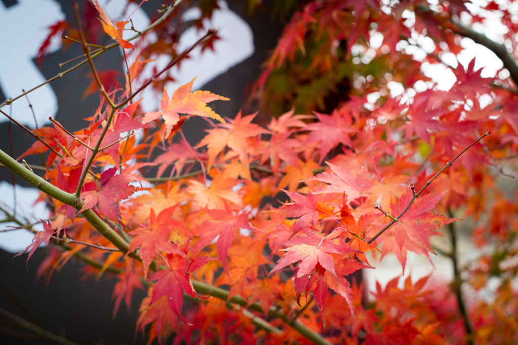 紅葉