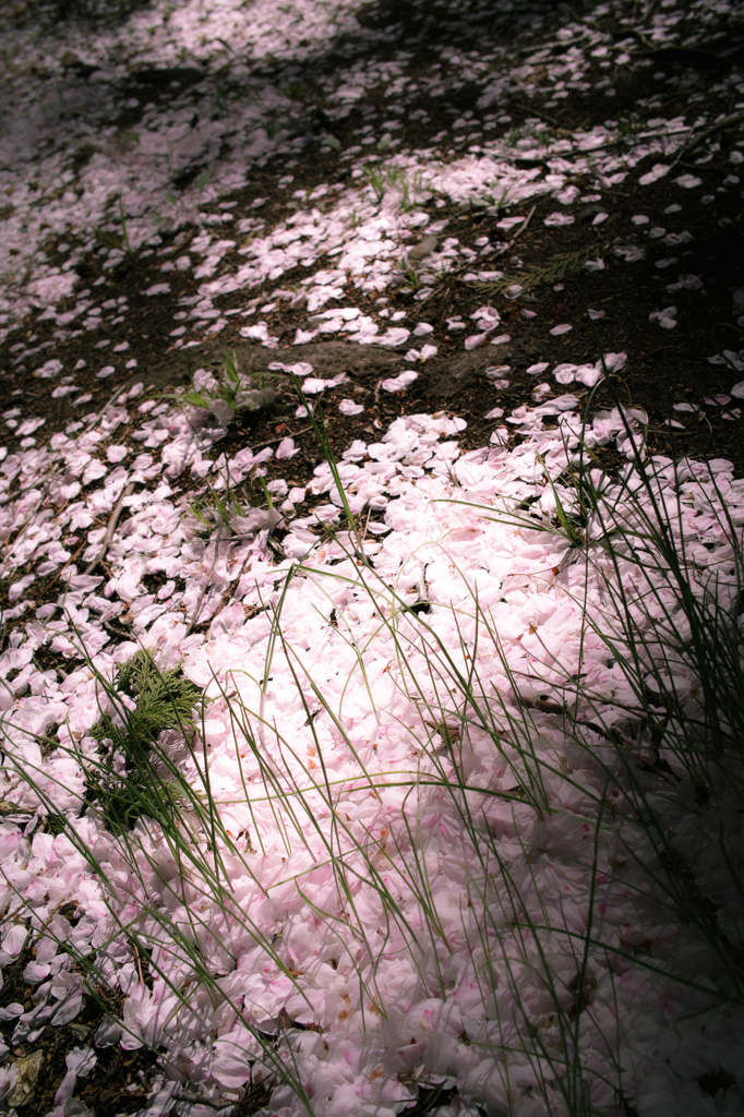 花びら