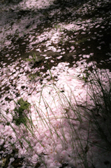 花びら