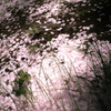 花びら