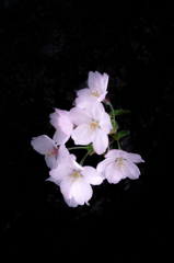 SAKURA