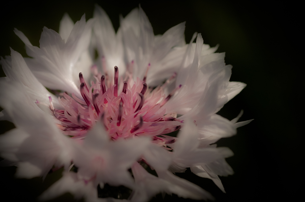 Pink needles