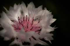 Pink needles
