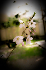 つぼみ