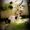 つぼみ
