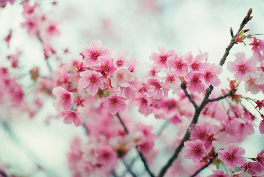 Sakura