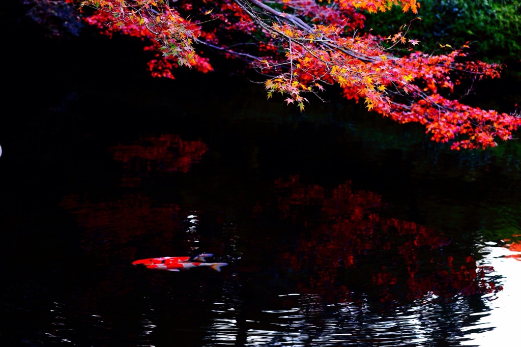 鯉と紅葉