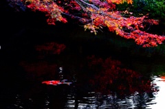 鯉と紅葉