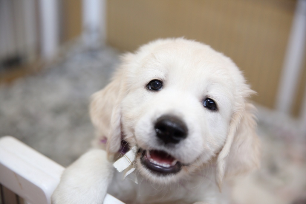 仔犬