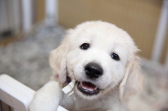 仔犬