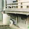 軒下の猫