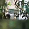 ノラネコポートレート