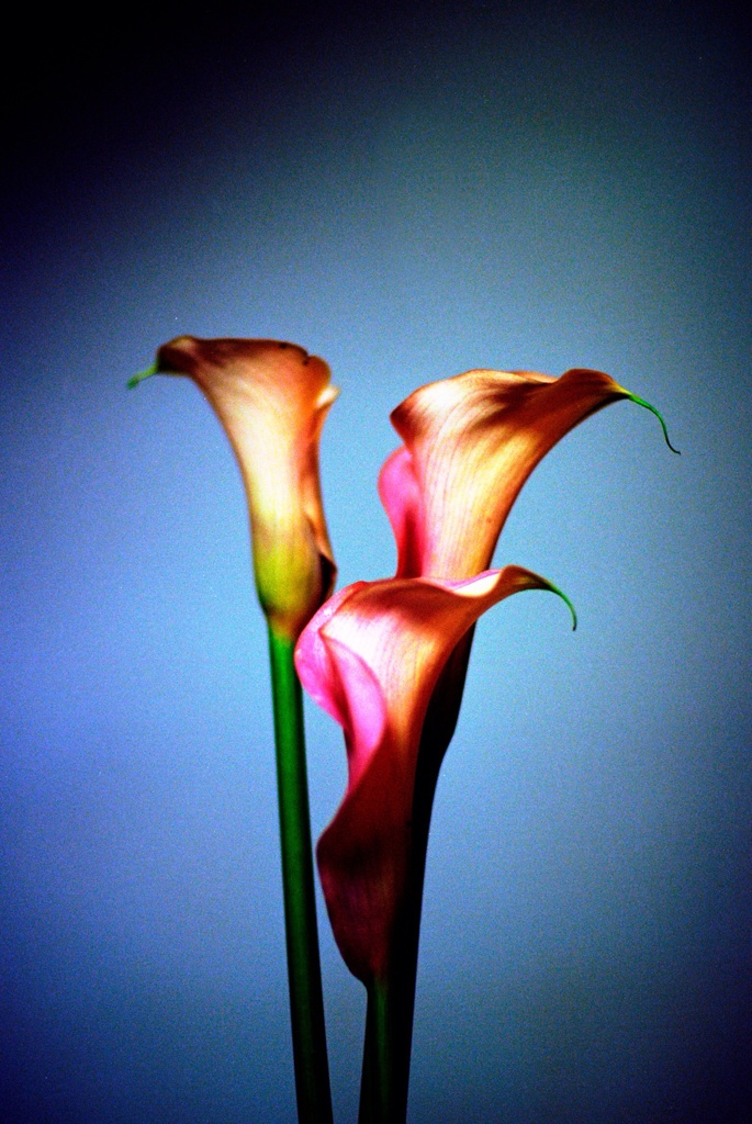 艶花
