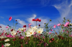 秋桜