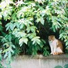 ノラネコポートレート