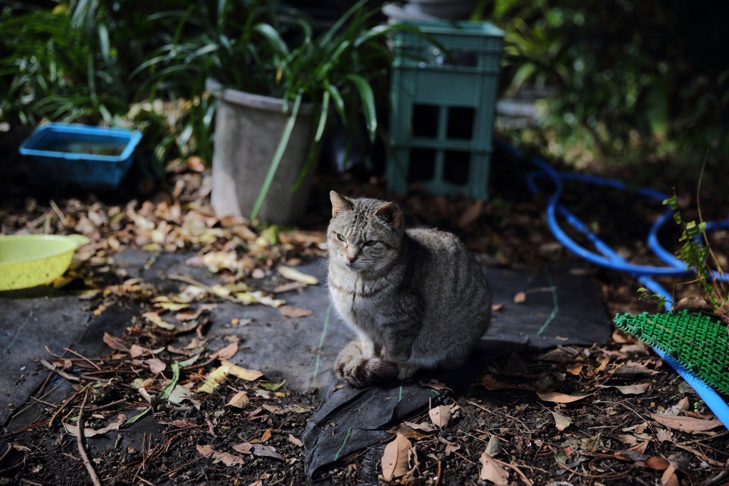 鹿児島の猫