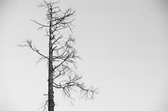 冬の枯れ木