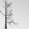 冬の枯れ木