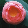 hasu