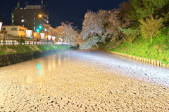 弘前城　桜の絨毯