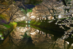 弘前城の桜