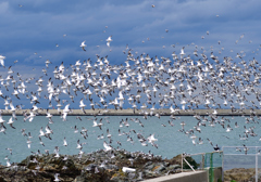 蕪島のウミネコ