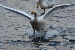 間木堤の白鳥 3