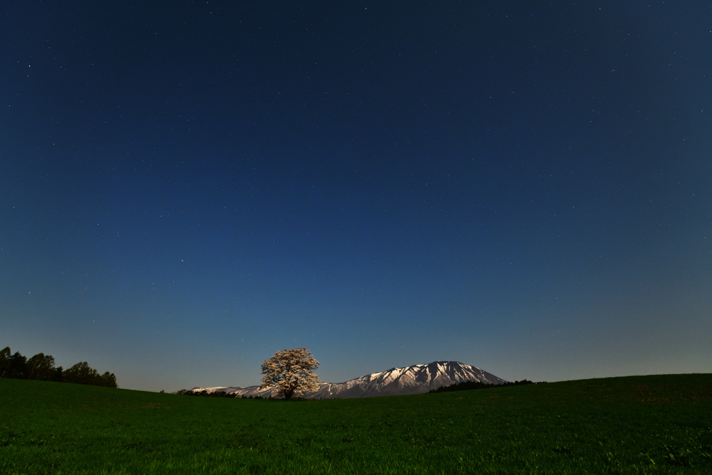星空の小岩井農場一本桜