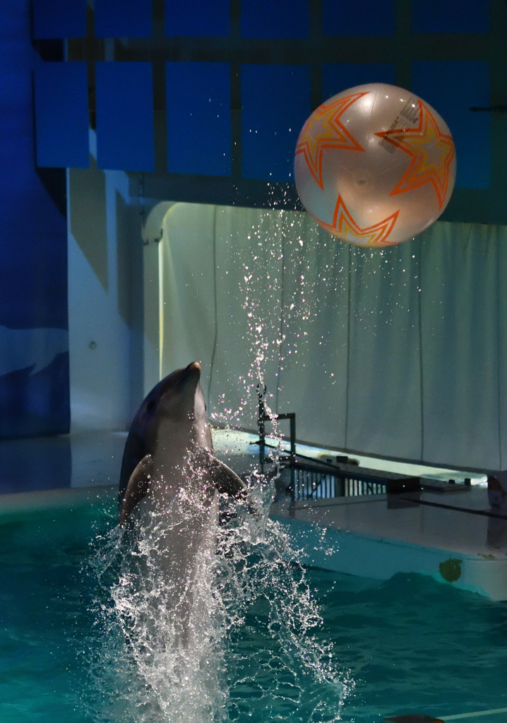 新春イルカパフォーマンス8