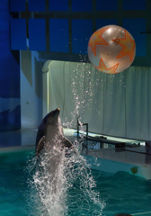 新春イルカパフォーマンス8