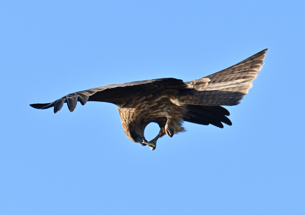 真木堤　パンを食べる鷹