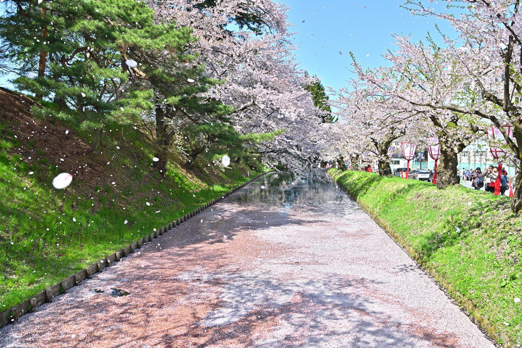 弘前城　花吹雪